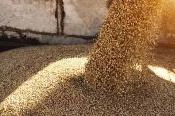 С начала мая Россия почти втрое увеличила экспорт зерна – РЗС